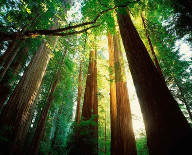4 Reasons Why You Should Visit the California Redwoods-CA LIMITED